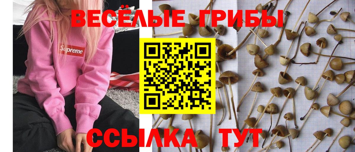 Галлюциногенные грибы прущие грибы  что такое   Вход с VPN  Балашиха  Псилоцибиновые грибы Cubensis 